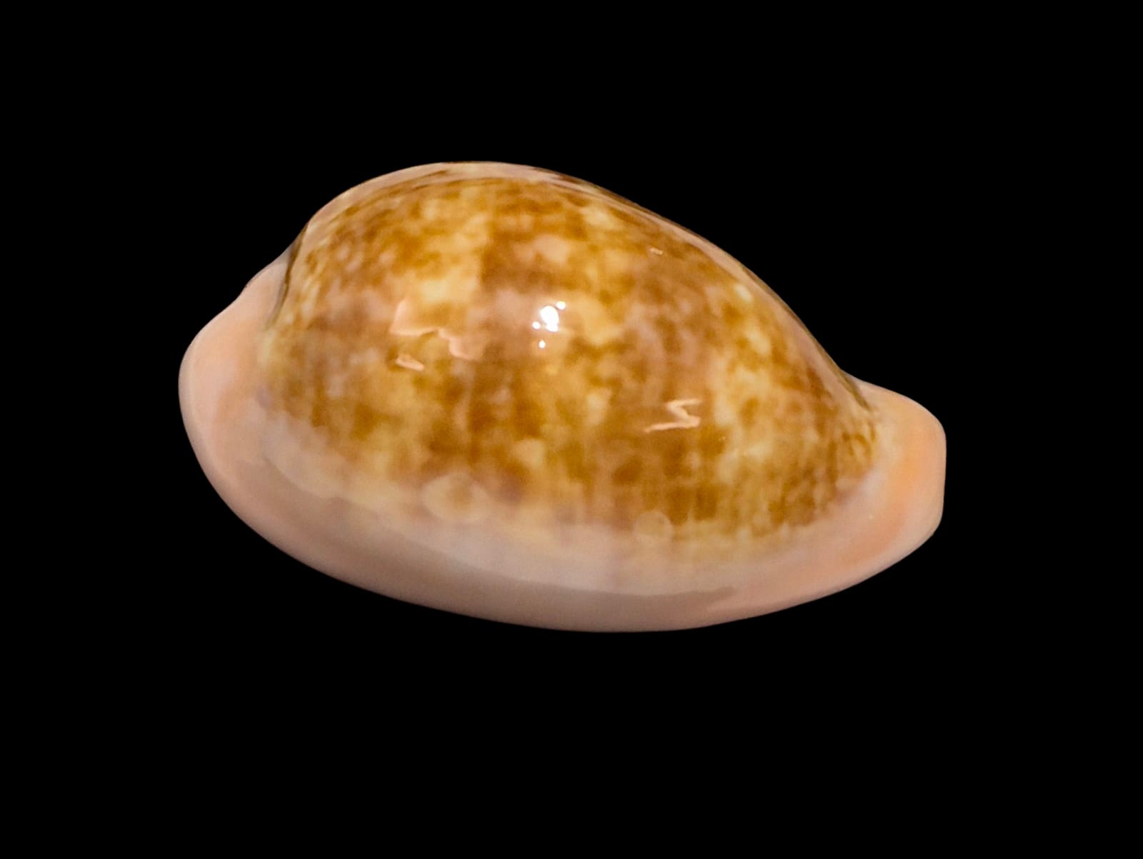 BC223 Zonaria petitiana LARGE - Image 2