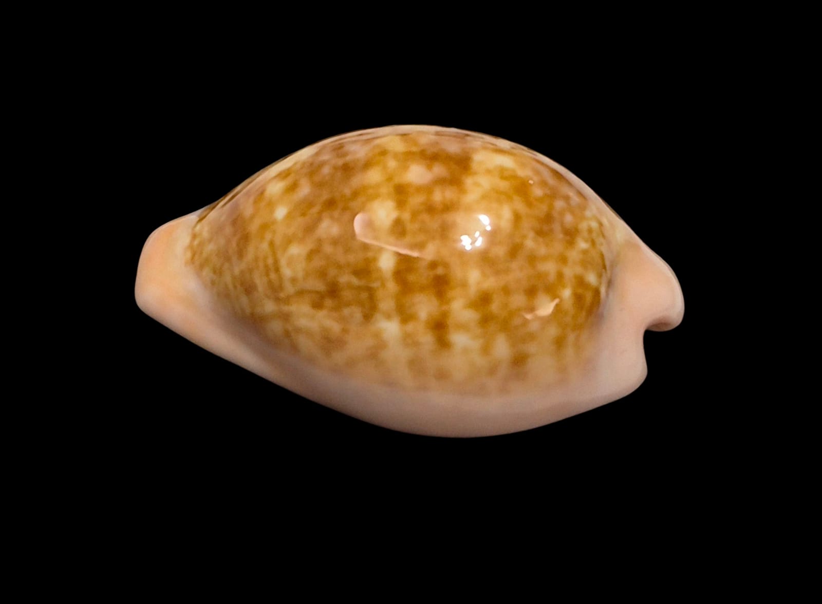 BC223 Zonaria petitiana LARGE - Image 3