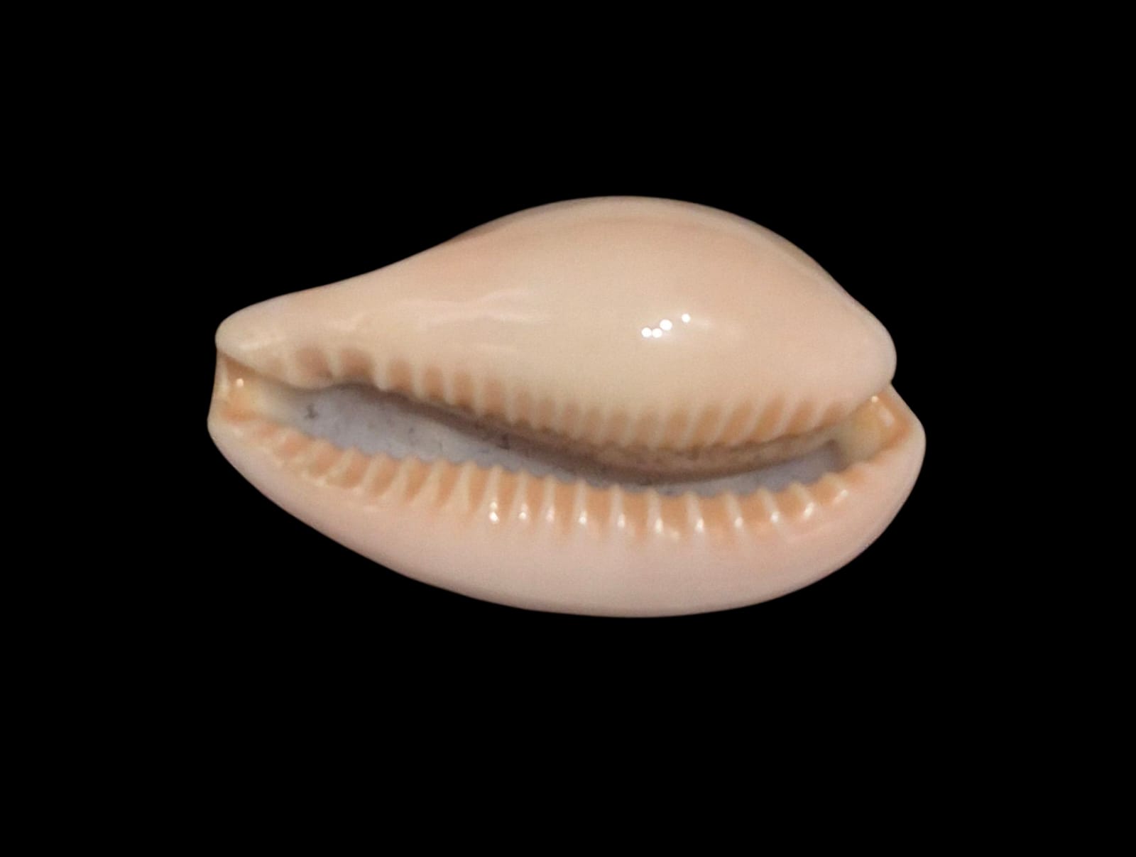 BC223 Zonaria petitiana LARGE - Image 4