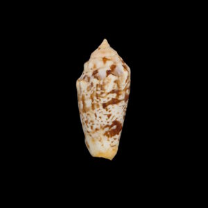 BC224 Strombus (Conomurex) decorus masirensis - SELDOM OFFERED