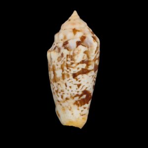 BC224 Strombus (Conomurex) decorus masirensis RARE