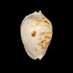 BC225 Zoila marginata orientalis - BIG SIZE