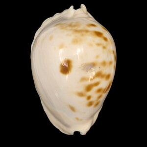 BC225 Zoila marginata orientalis