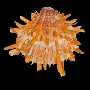 BC215 Spondylus princeps TOP COLOR