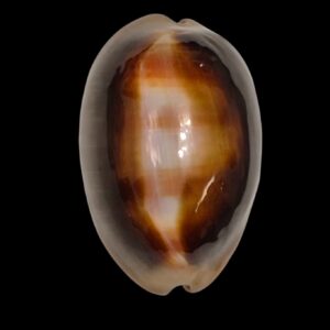 BC226 Lyncina ventriculus HEAVY