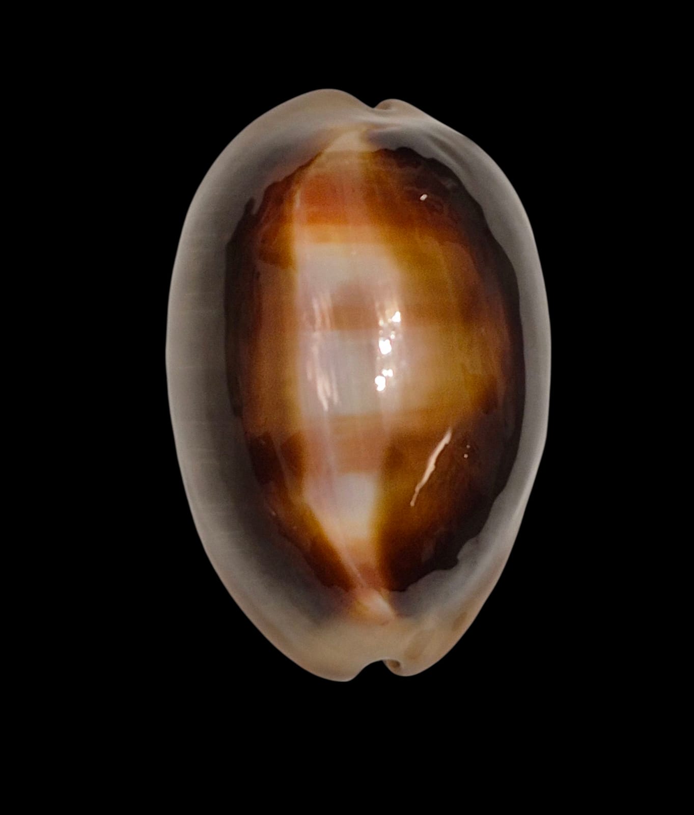 BC226 Lyncina ventriculus HEAVY