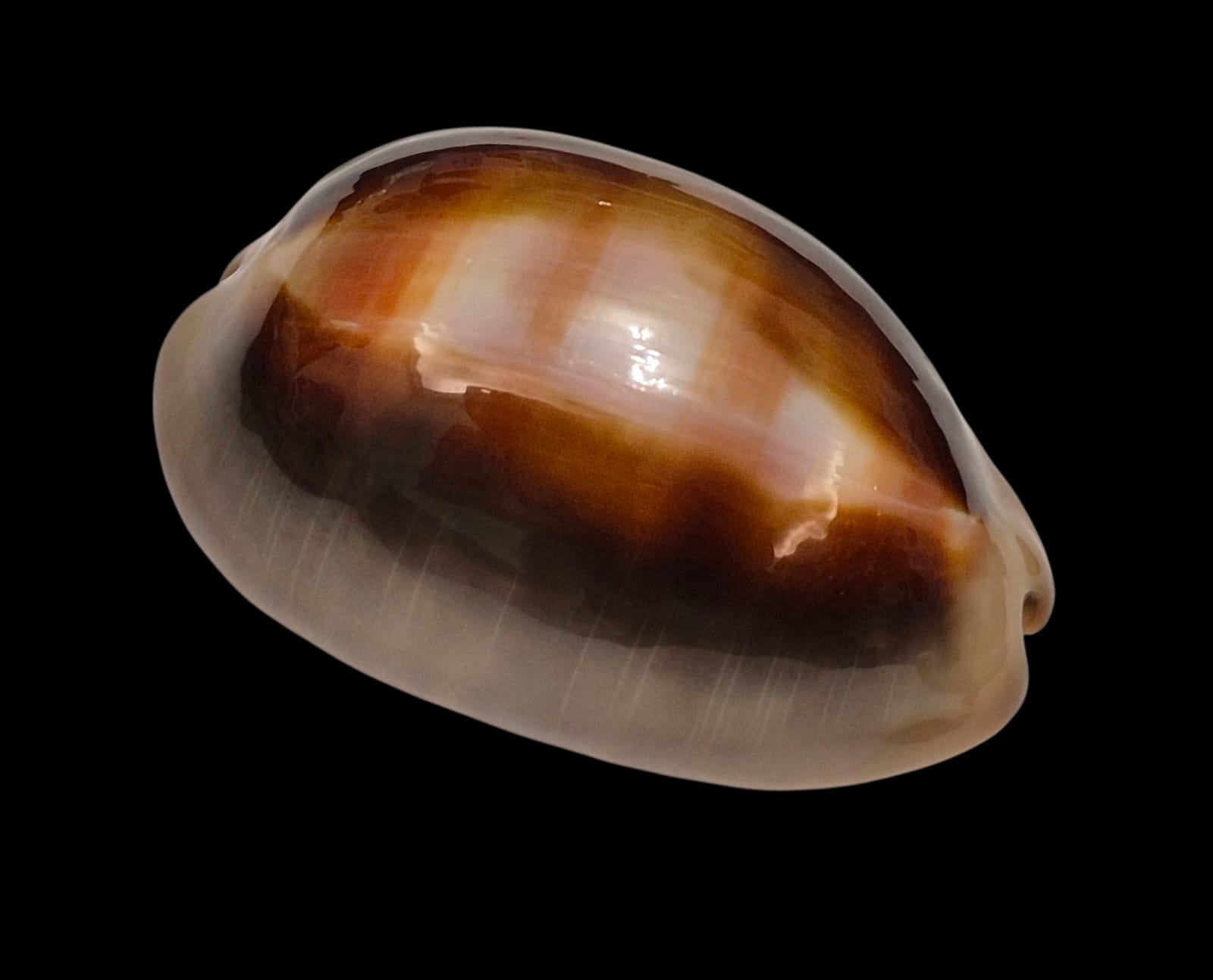 BC226 Lyncina ventriculus HEAVY - Image 2