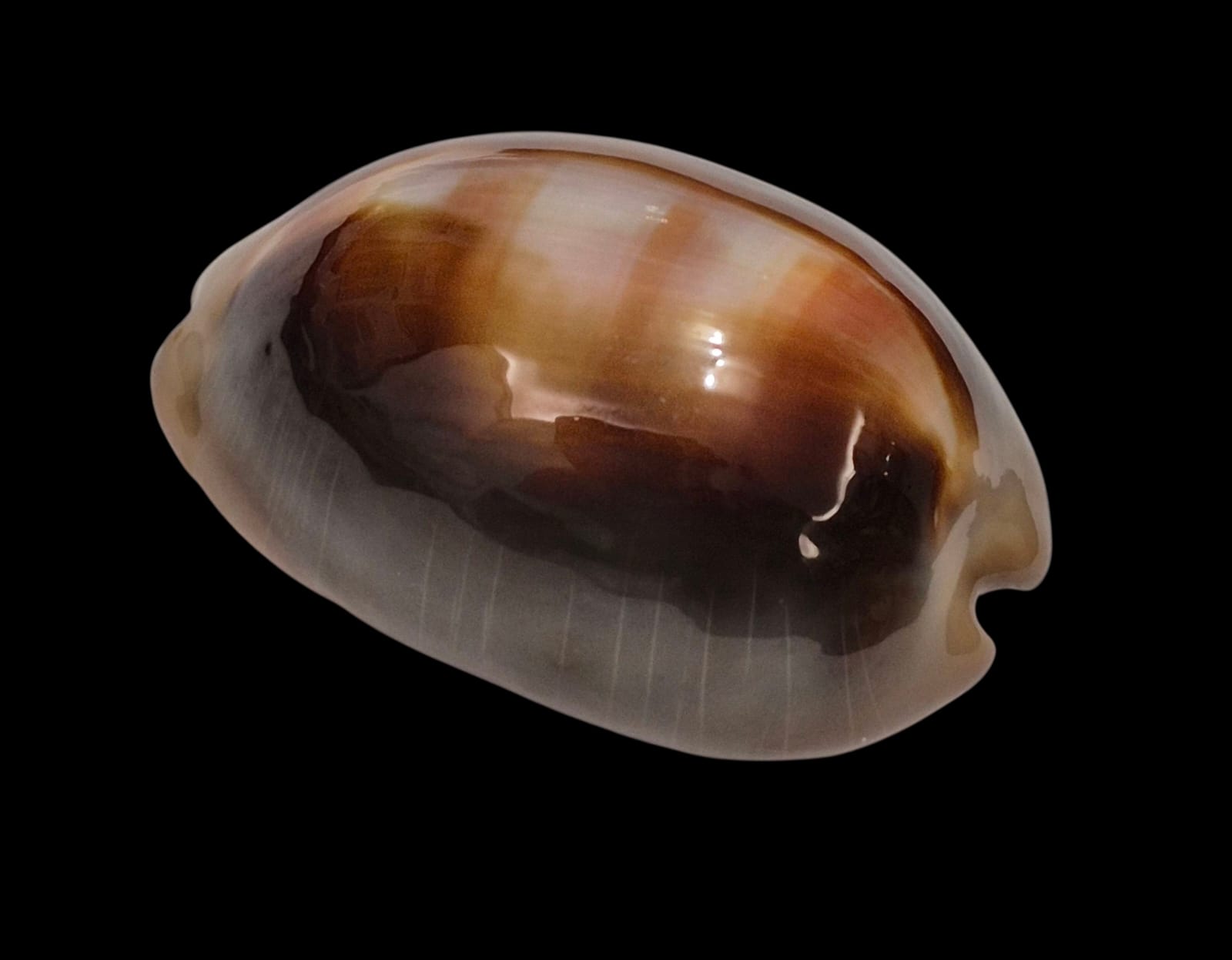 BC226 Lyncina ventriculus HEAVY - Image 3