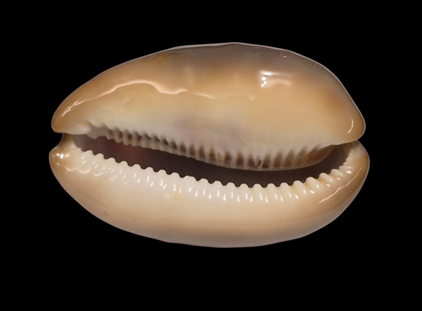 BC226 Lyncina ventriculus HEAVY - Image 4