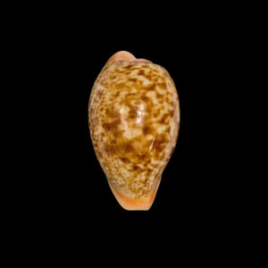 BC228 Schilderina achatidea inopinata - LARGE