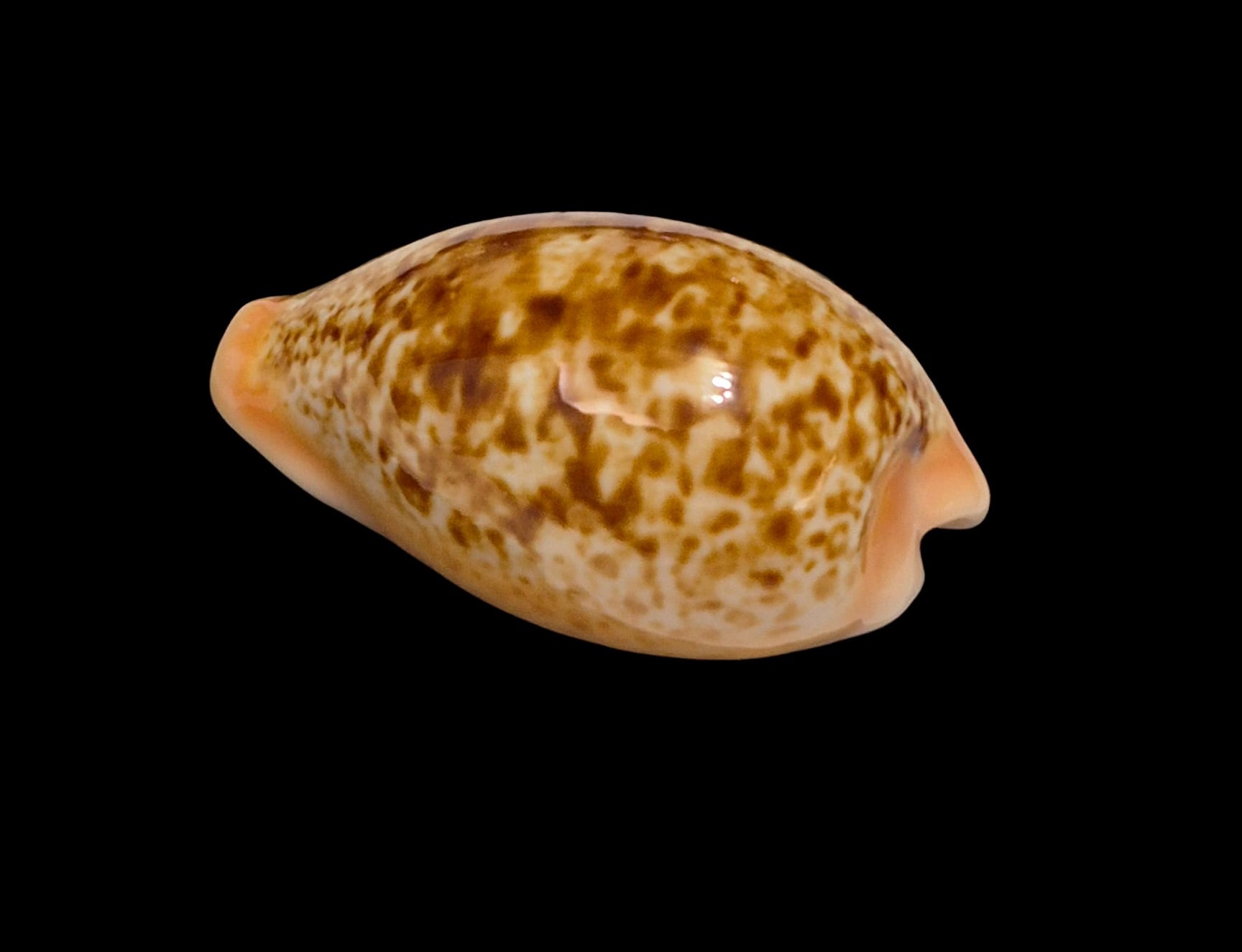 BC228 Schilderina achatidea inopinata - LARGE - Image 3