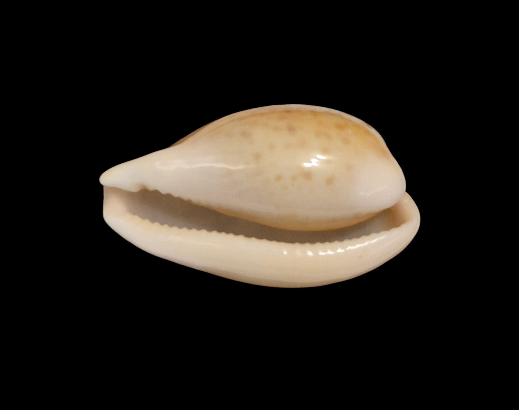 BC228 Schilderina achatidea inopinata - LARGE - Image 4