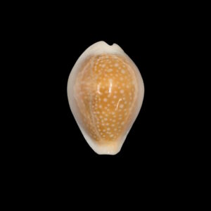 BC230 Naria miliaris bonfantinii