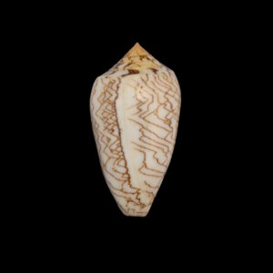 BC231 Conus archiepiscopus f. concatenatus