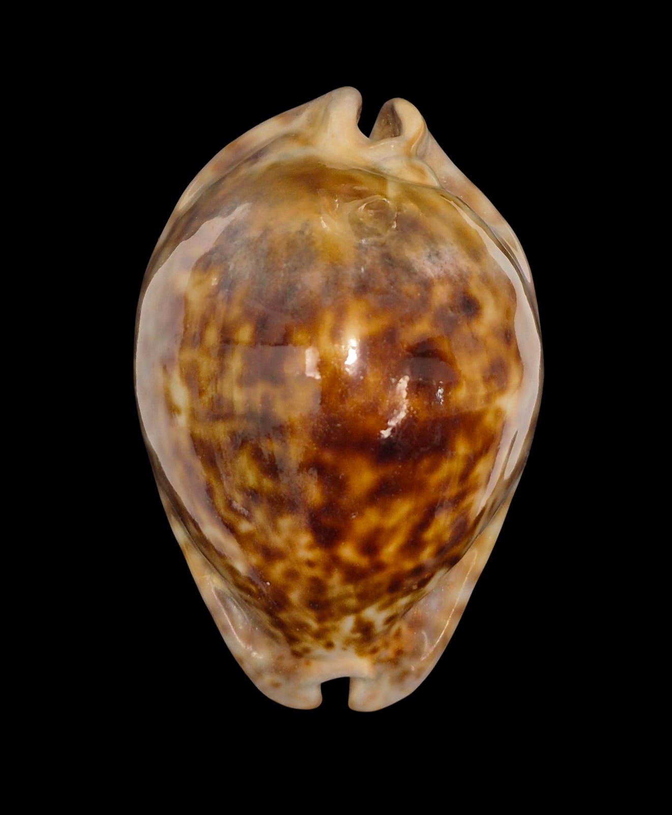 BC236 Trona stercoraria