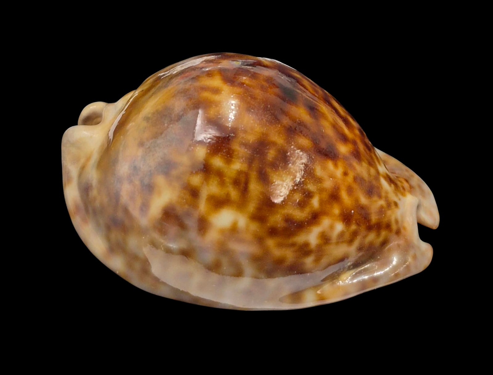 BC236 Trona stercoraria - Image 2