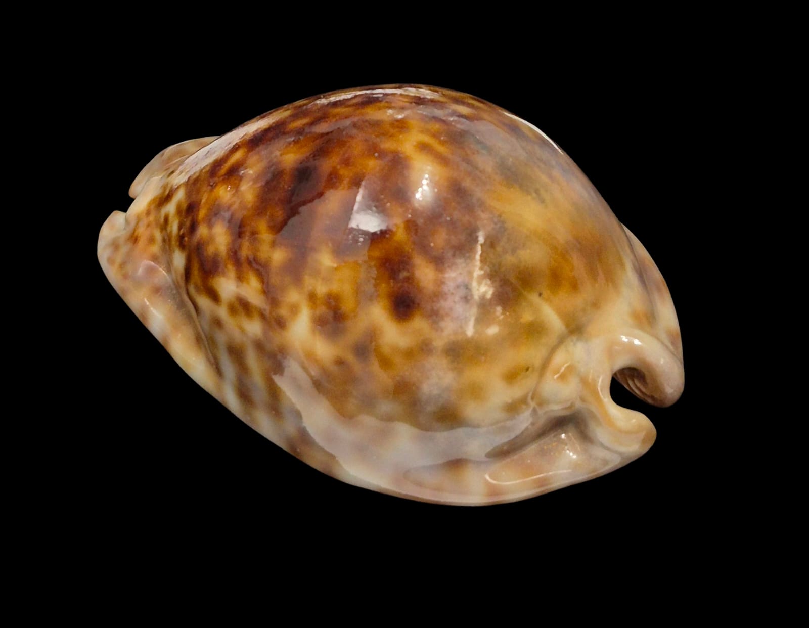 BC236 Trona stercoraria - Image 3