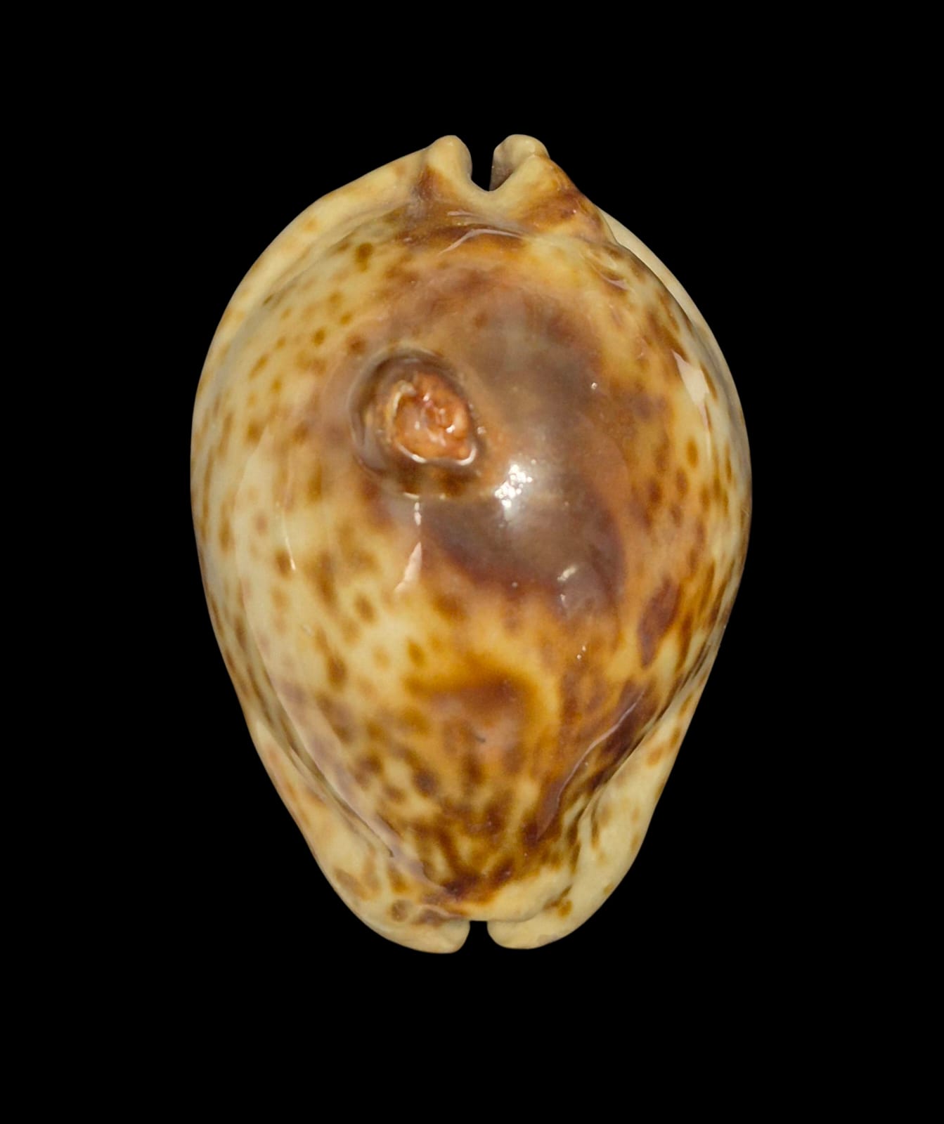 BC238 Trona stercoraria