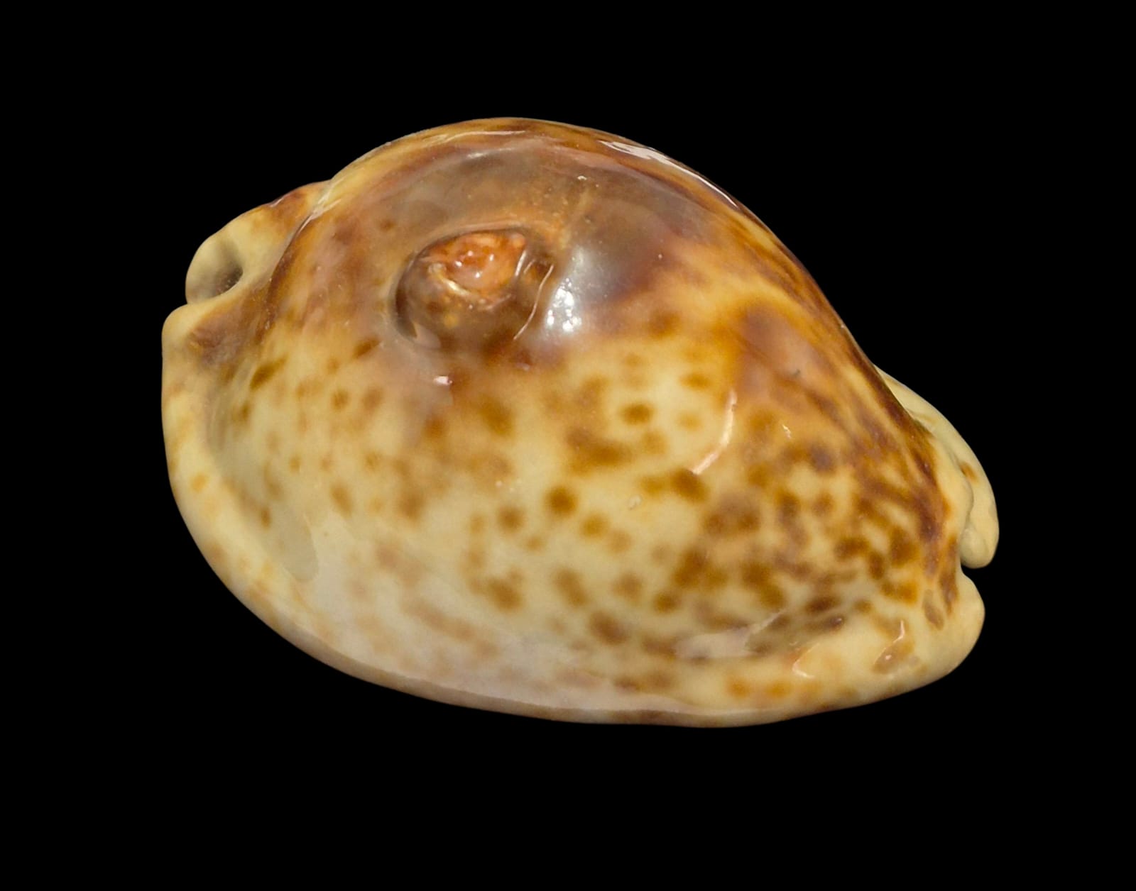 BC238 Trona stercoraria - Image 2