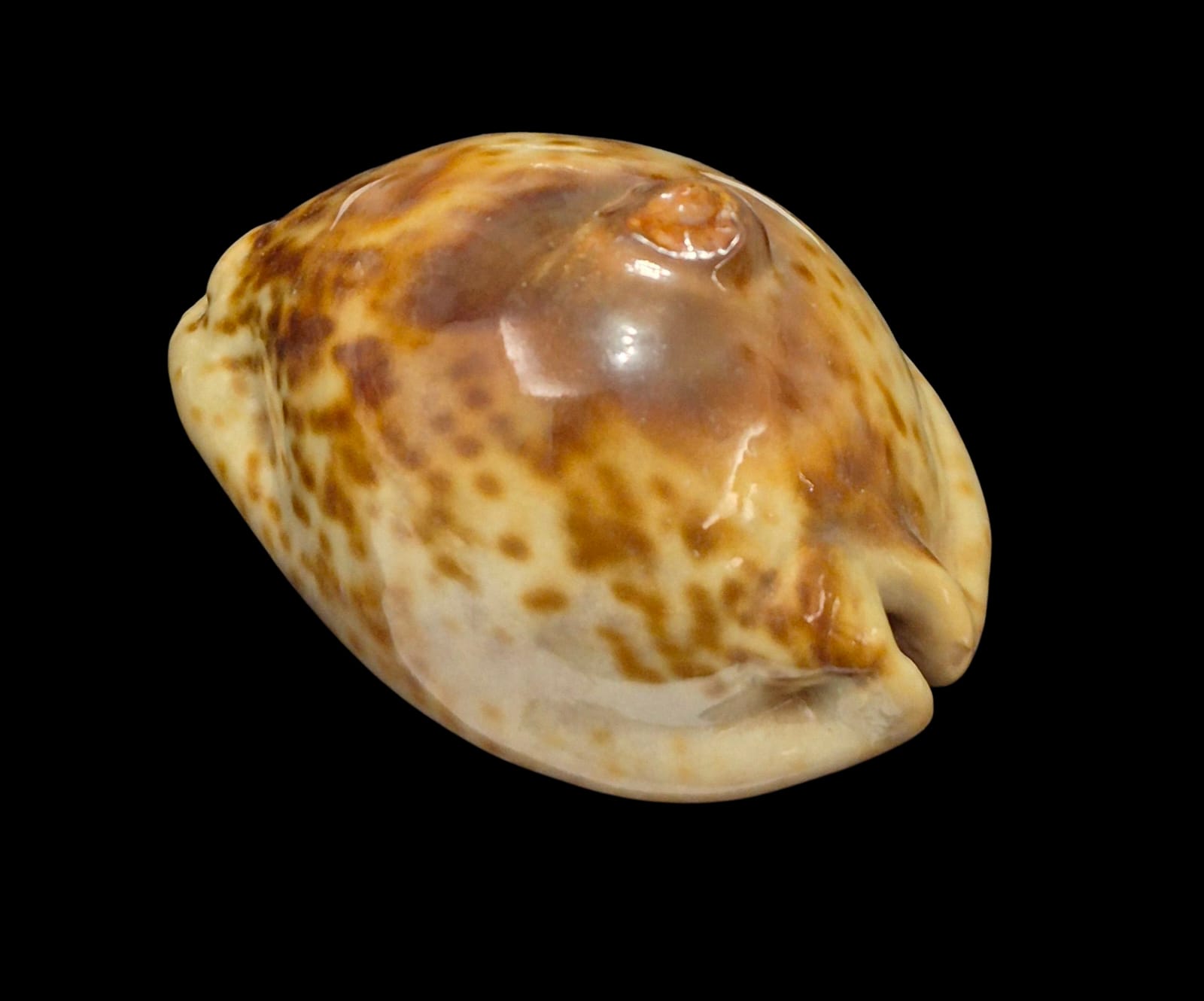 BC238 Trona stercoraria - Image 3