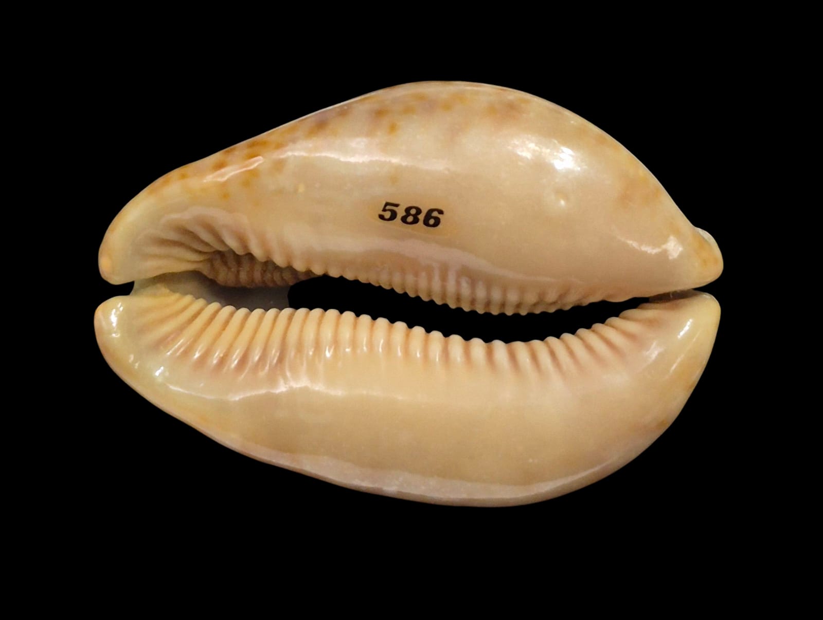 BC238 Trona stercoraria - Image 4