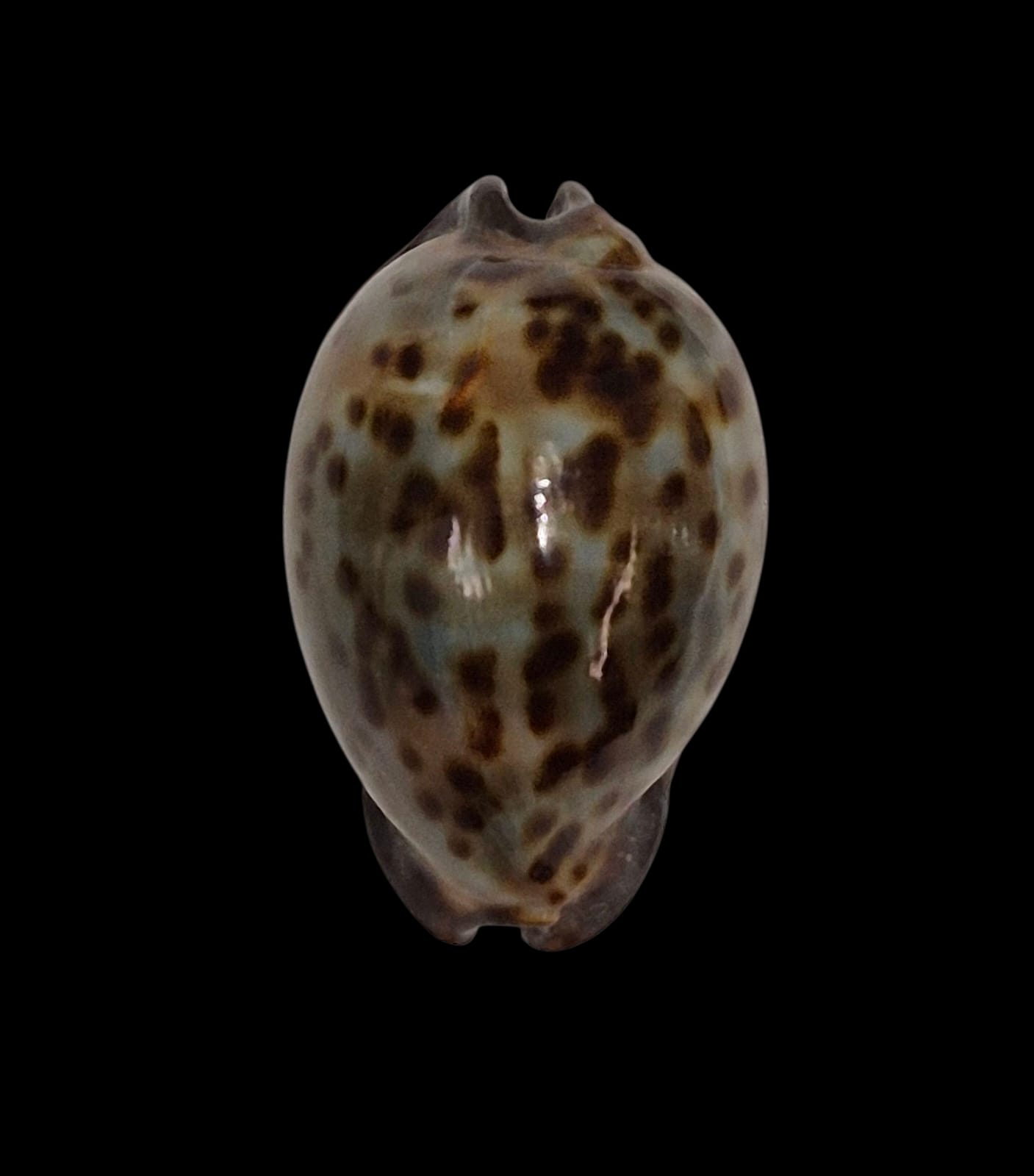 BC240 Trona stercoraria cameroonica - Image 2