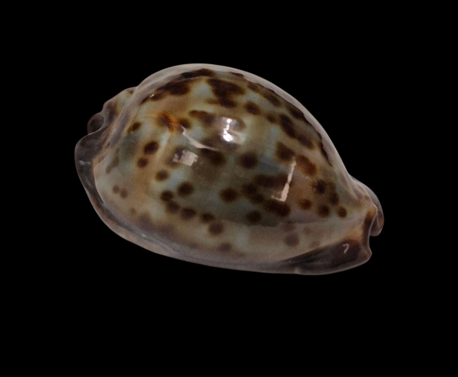 BC240 Trona stercoraria cameroonica