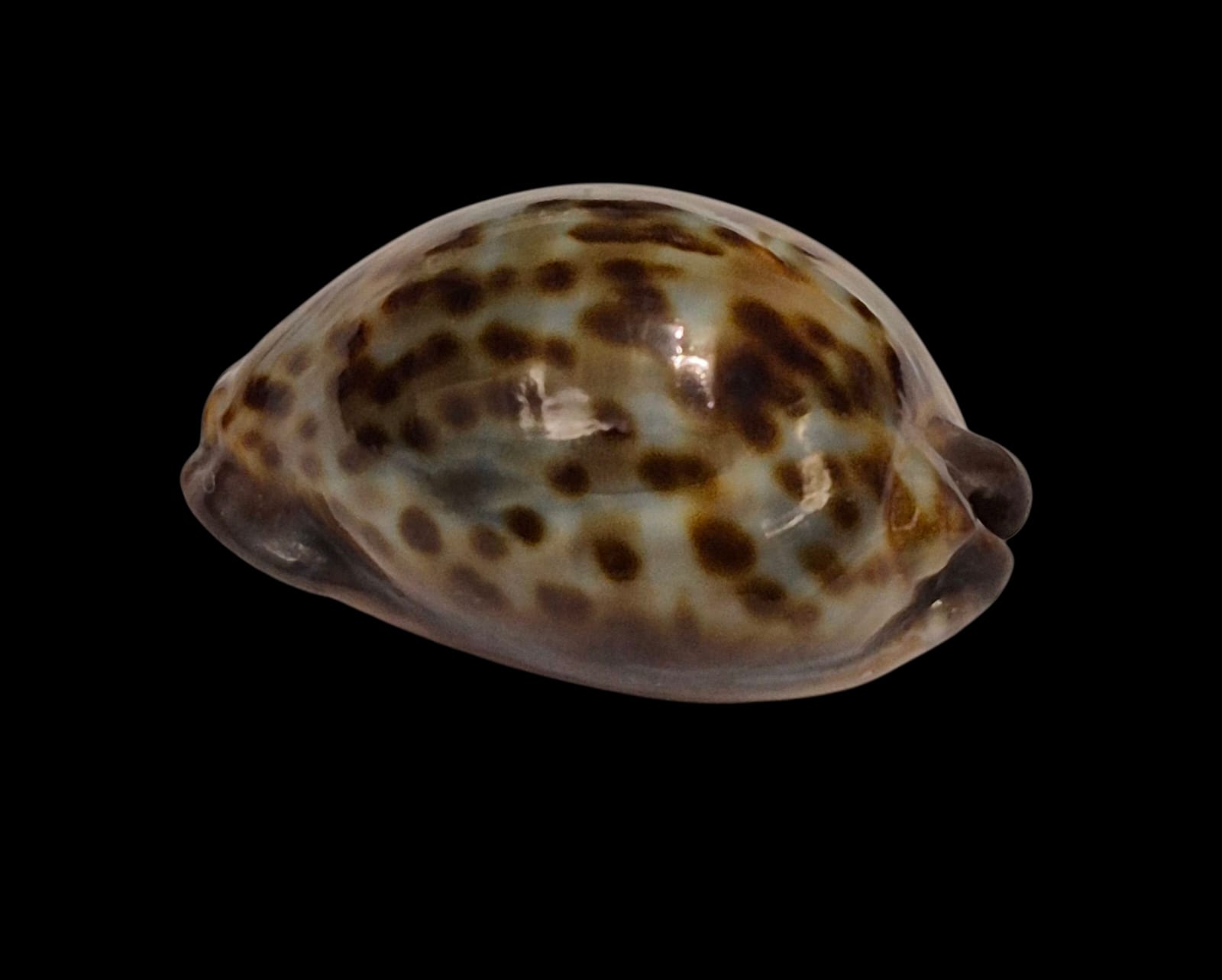 BC240 Trona stercoraria cameroonica - Image 3