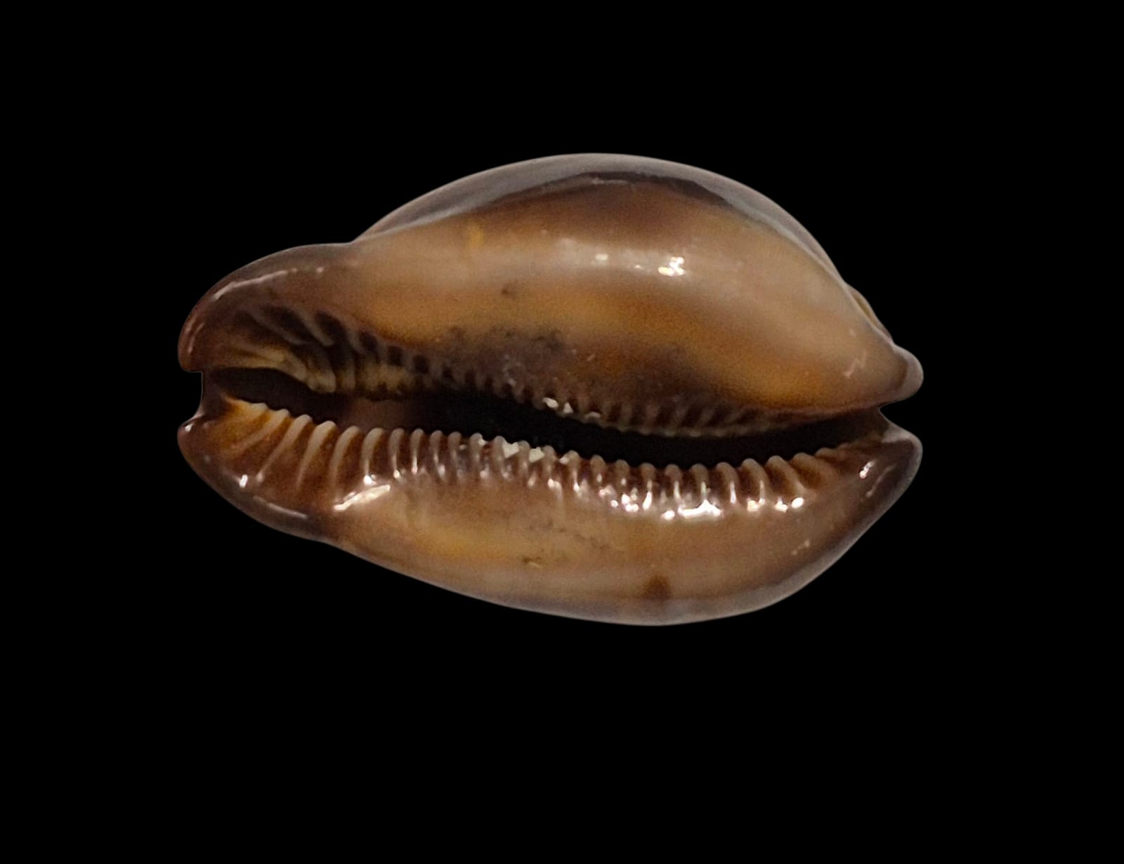 BC240 Trona stercoraria cameroonica - Image 4