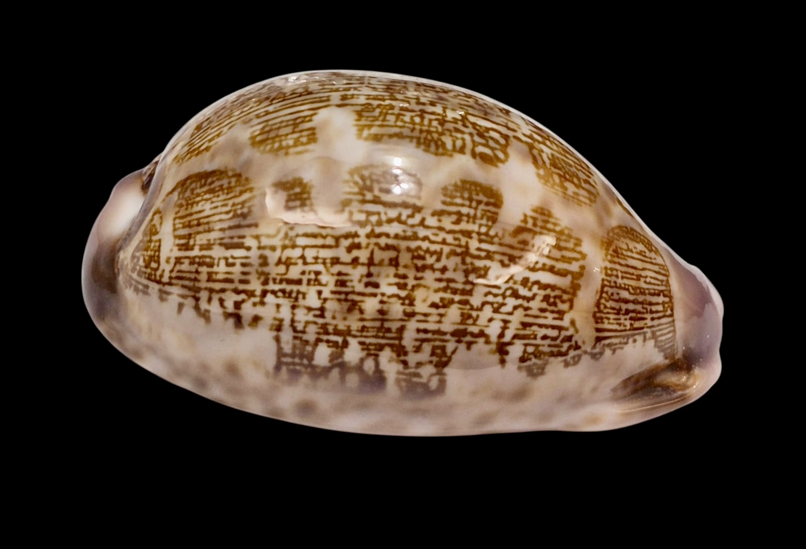 BC242 Leporicypraea mappa admirabilis - Image 2