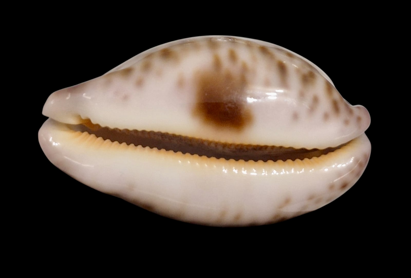 BC242 Leporicypraea mappa admirabilis - Image 3