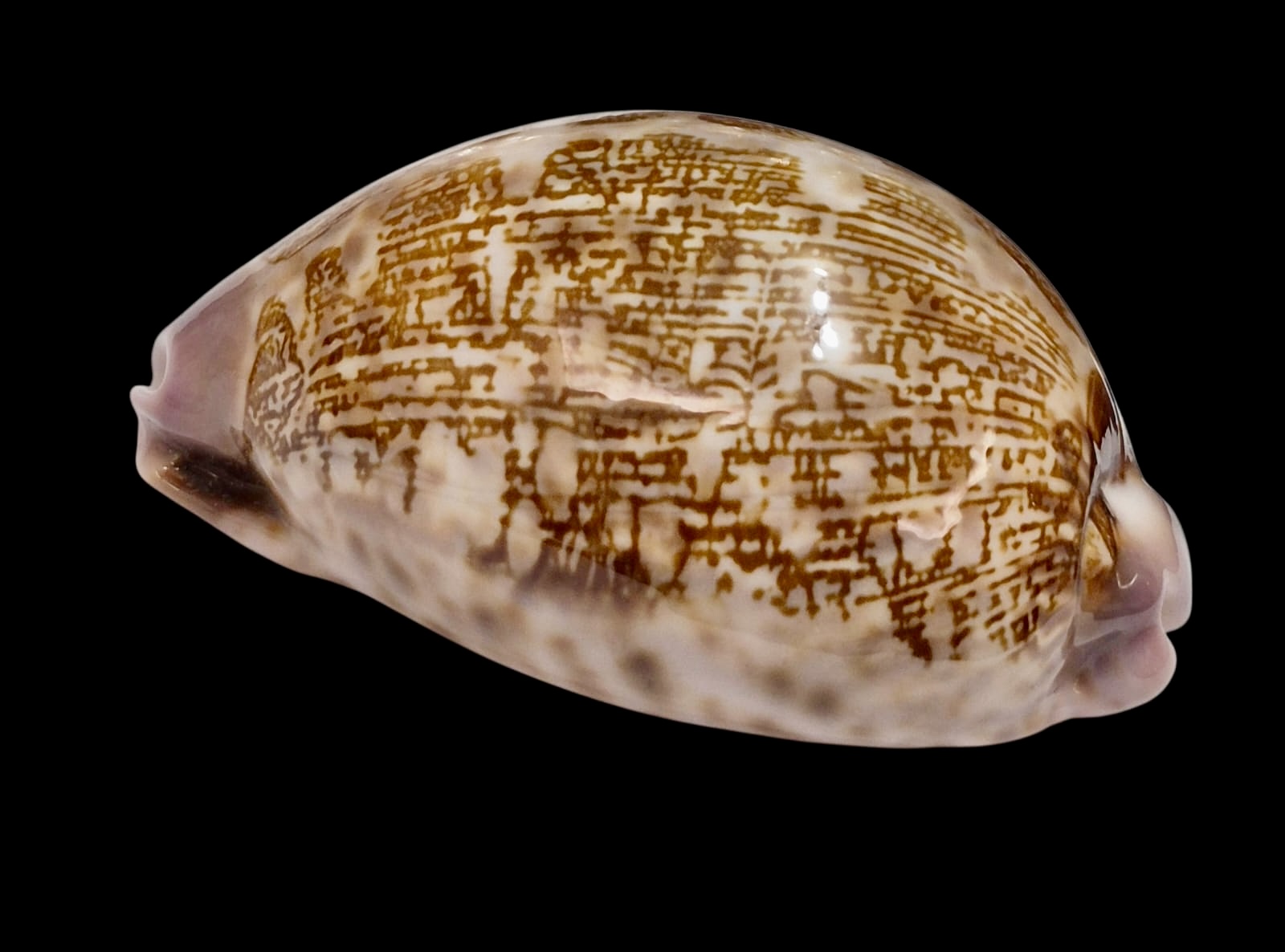 BC242 Leporicypraea mappa admirabilis - Image 4