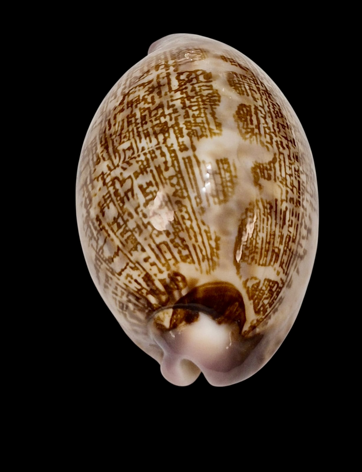 BC242 Leporicypraea mappa admirabilis - Image 5