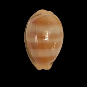 BC258 Lyncina sulcidentata