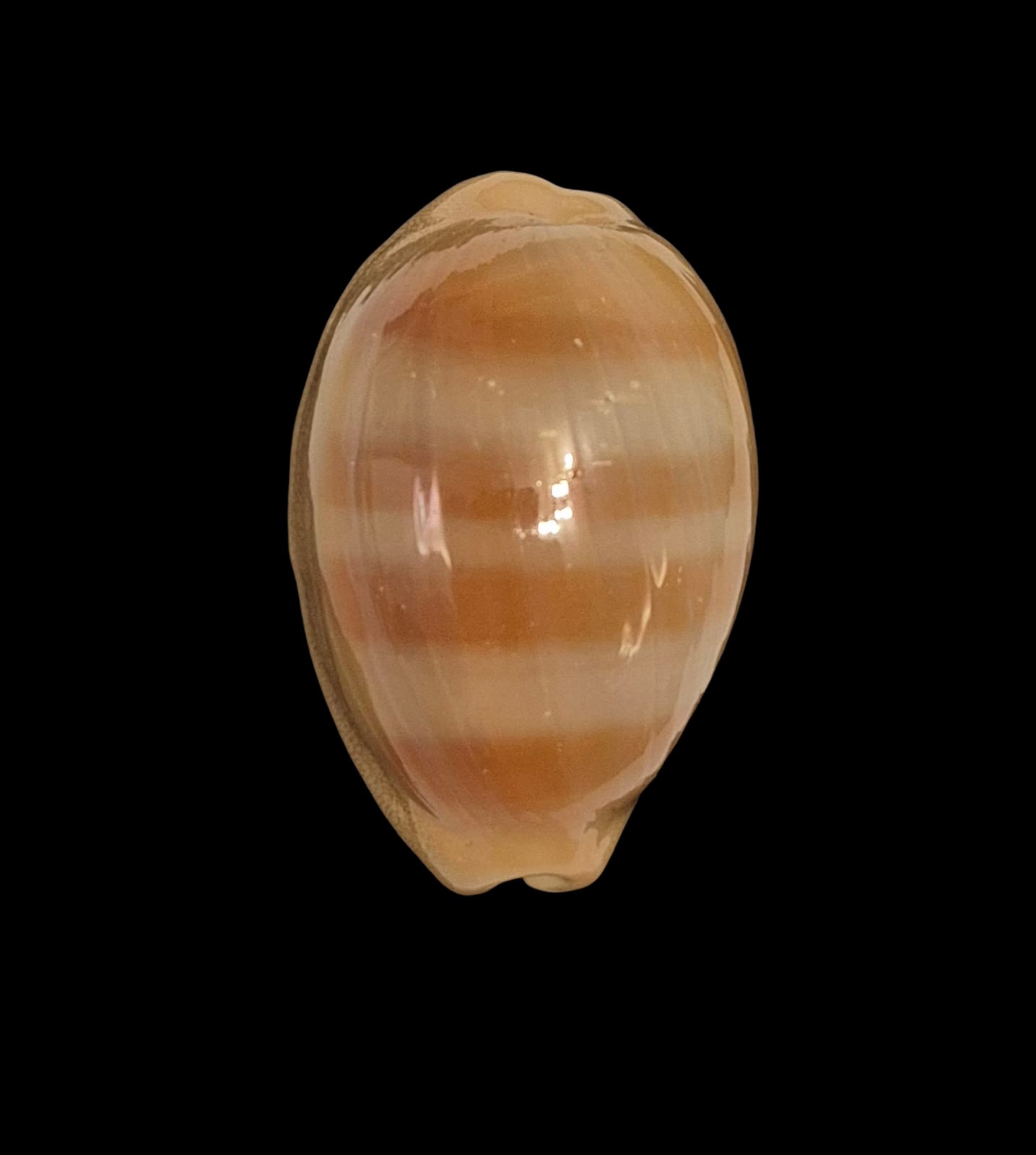 BC258 Lyncina sulcidentata