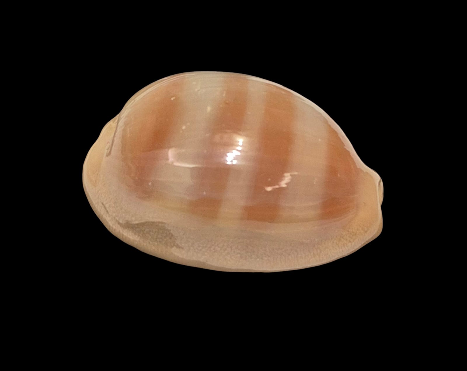 BC258 Lyncina sulcidentata - Image 2