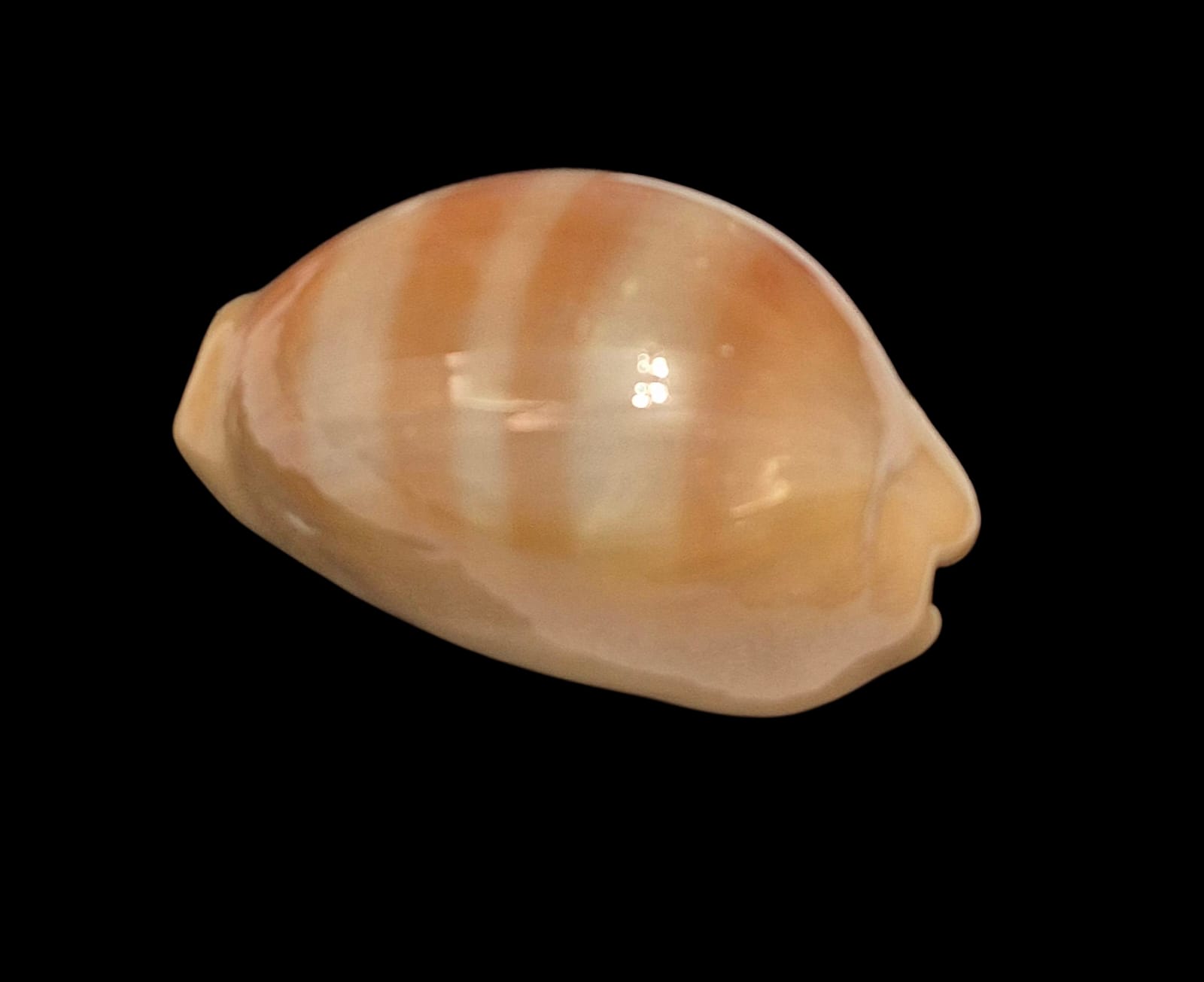 BC258 Lyncina sulcidentata - Image 3