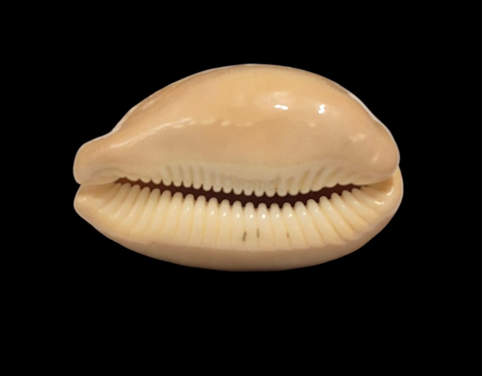 BC258 Lyncina sulcidentata - Image 4