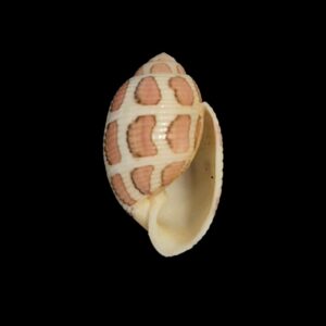 BC259 Acteon eloisae RARE