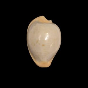 BC261 Cypraeovula fuscodentata sphaerica