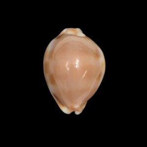 BC262 Luria tessellata