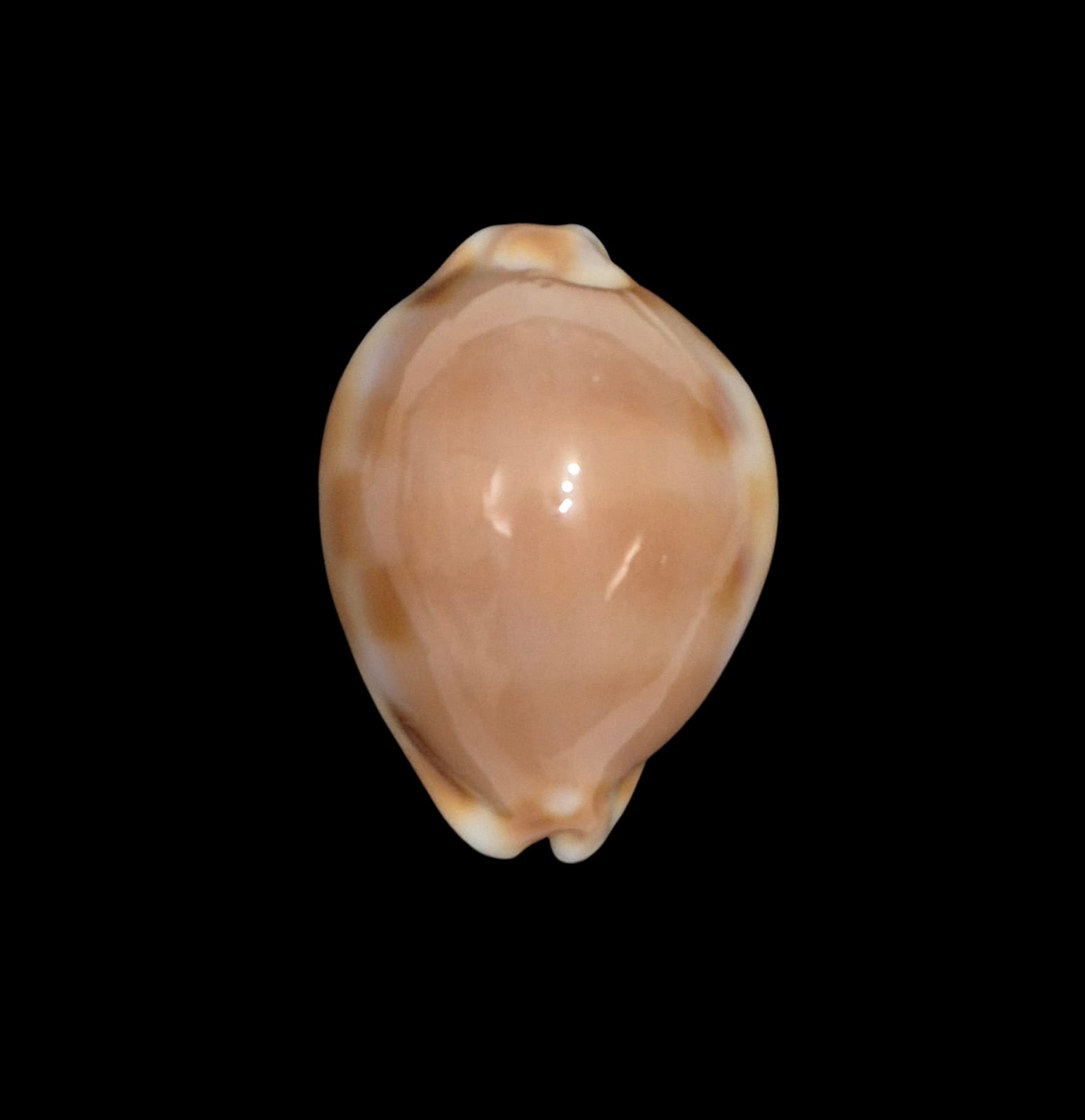 BC262 Luria tessellata