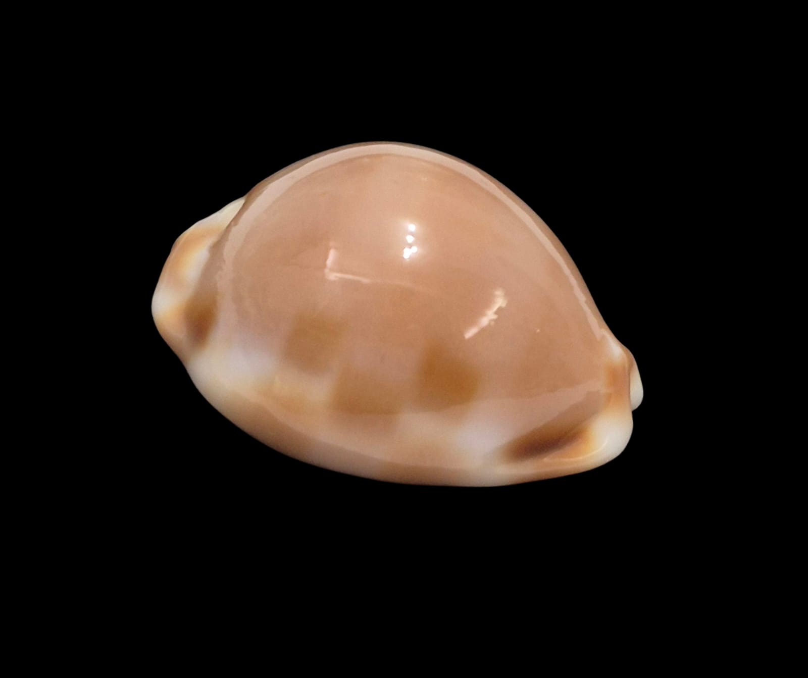 BC262 Luria tessellata - Image 2