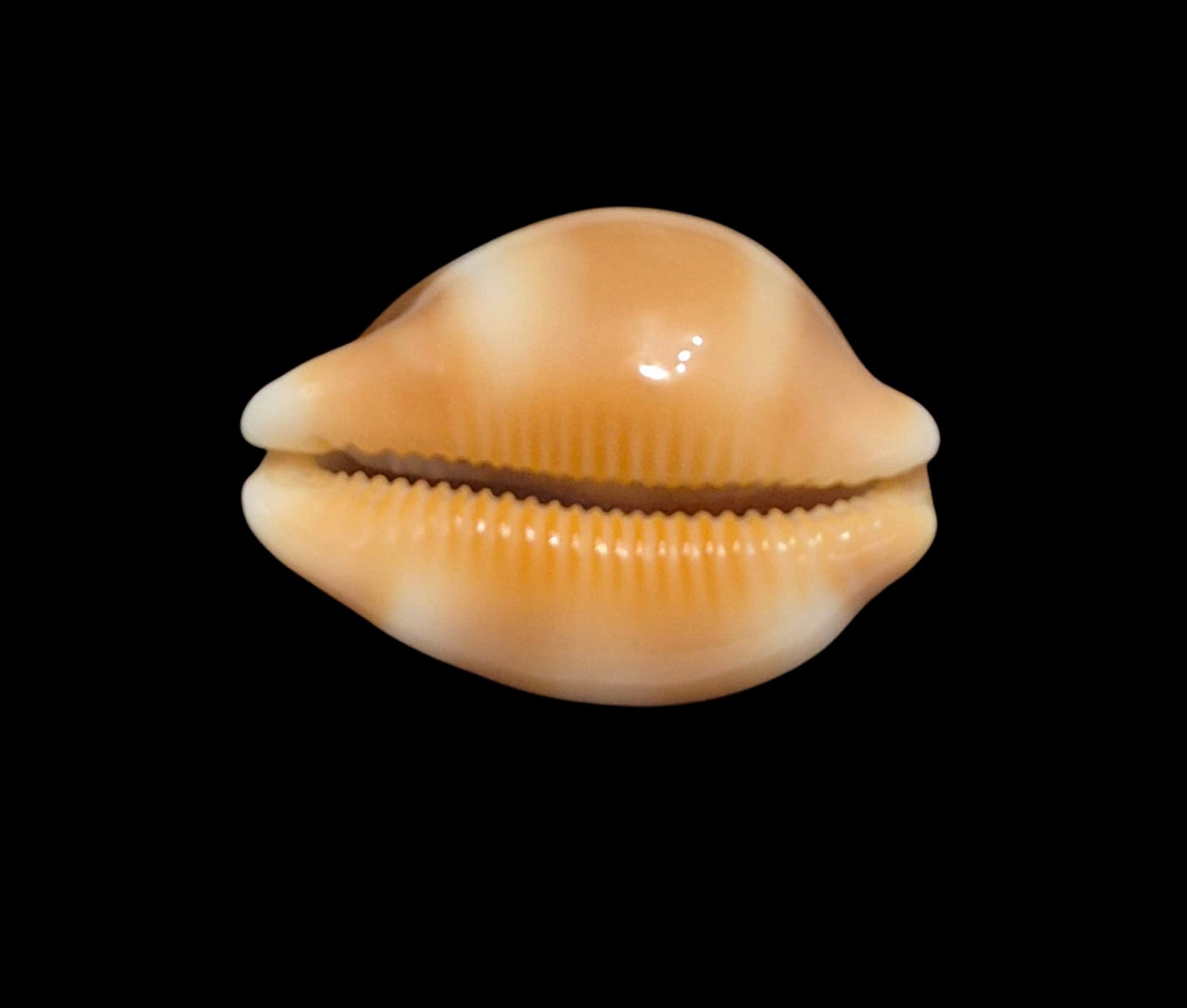 BC262 Luria tessellata - Image 4