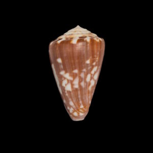 BC263 Conus venulatus