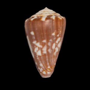 BC263 Conus venulatus