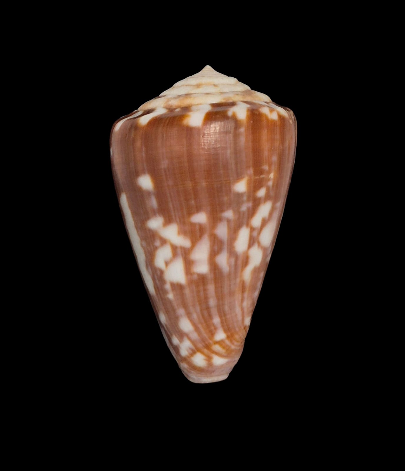 BC263 Conus venulatus