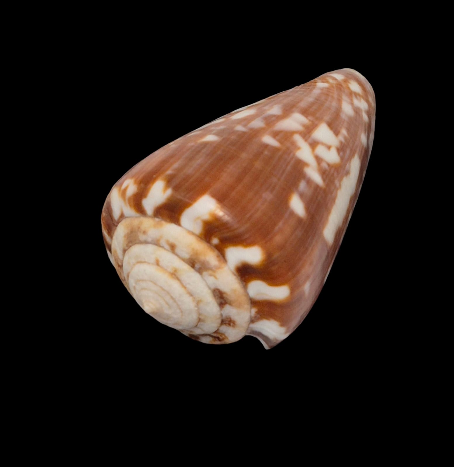 BC263 Conus venulatus - Image 2