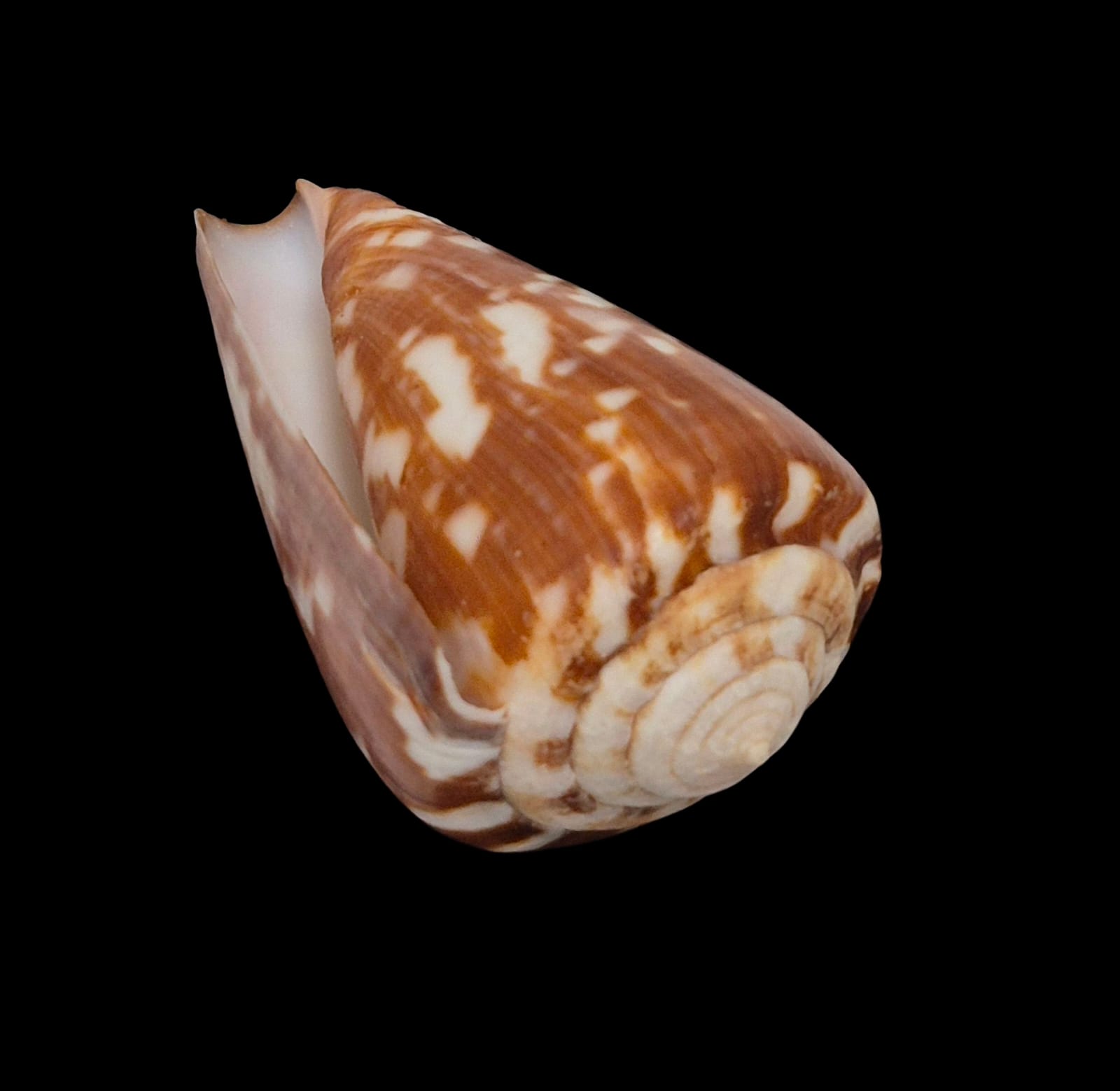 BC263 Conus venulatus - Image 4