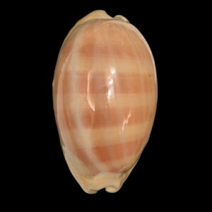 BC264 Lyncina leviathan